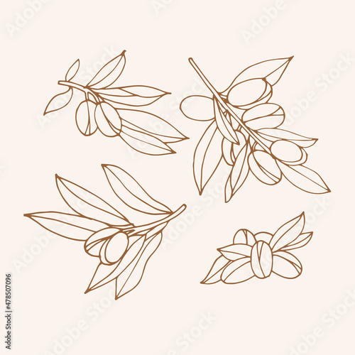 Vector illustration argan branch - vintage engraved style. Composition in retro botanical style.