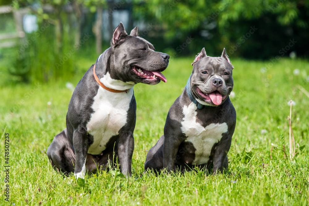 Blue hair American Staffordshire Terrier and American Bully dogs Blue hair American Staffordshire Terrier and American Bully dogs