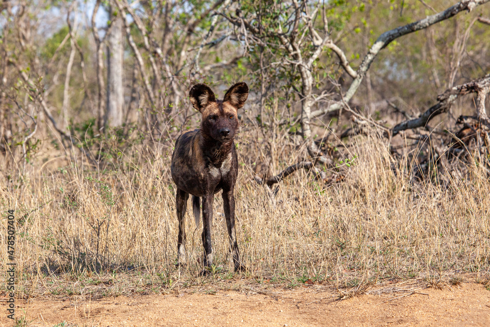Fototapeta premium African Wild Dog