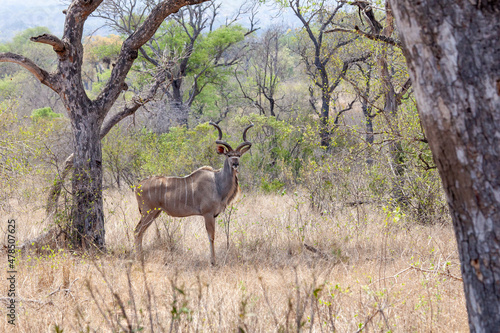 Kudu standing majestically in the African bush