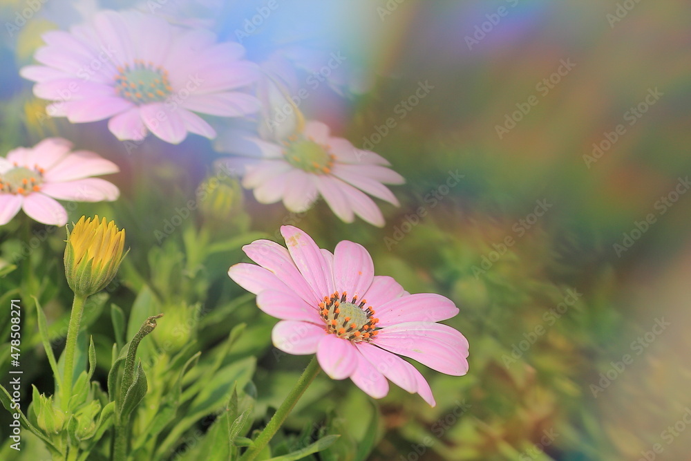 Sunshine Rainbow flowers under refraction Sunshine Rainbow flowers under refraction