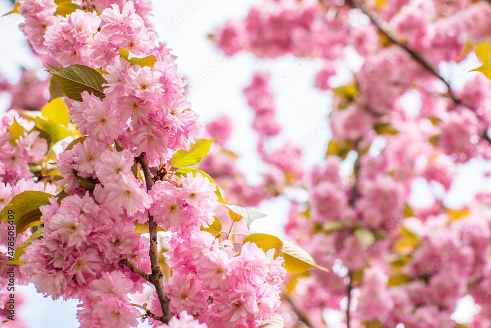 flowering sakura flowers in early spring season. flowering sakura flowers in early spring season.
