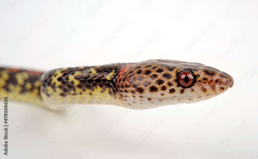 Panamanian Spotted Nightsnake, Panama Spotted Night Snake, Checkerbelly (Siphlophis cervinus) Panamanian Spotted Nightsnake, Panama Spotted Night Snake, Checkerbelly (Siphlophis cervinus)