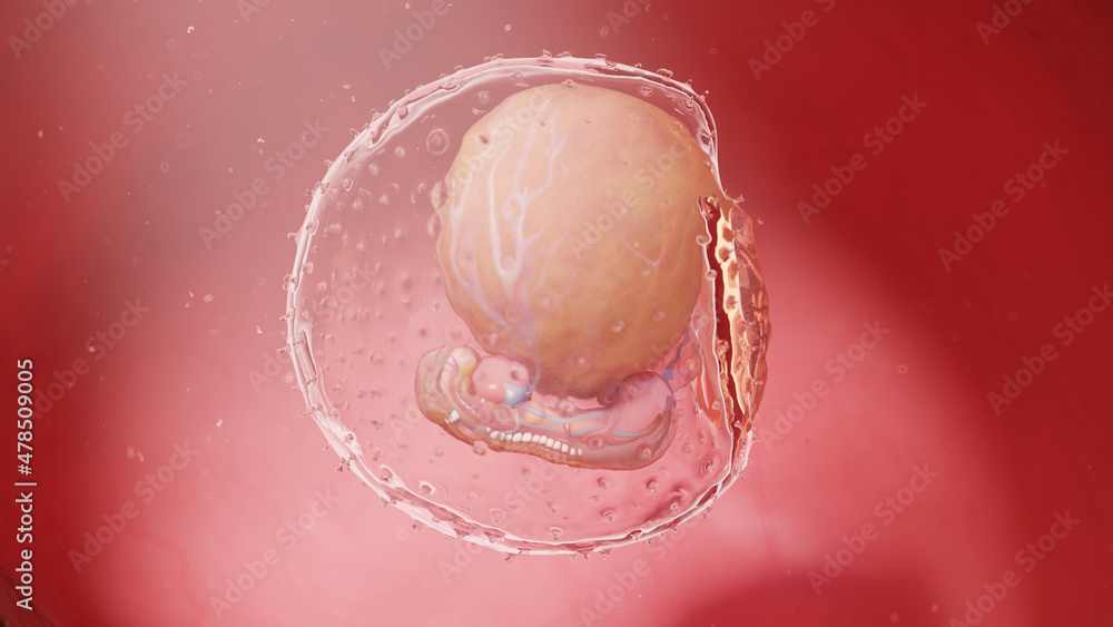 3d rendered illustration of a human embryo - week 4 - obrazy, fototapety, plakaty 