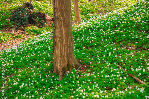 nature environment forest blossom meadow with white flowers and green grass in vibrant colors of April