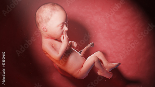 3d rendered illustration of a human fetus - week 28 photo