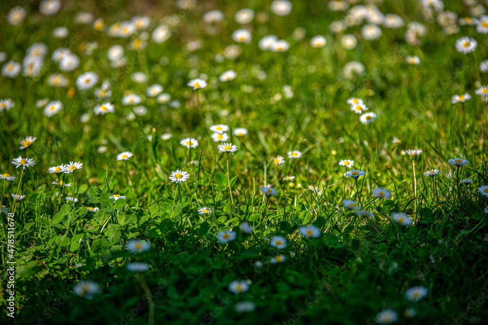 trawnik usiany białymi stokrotkami