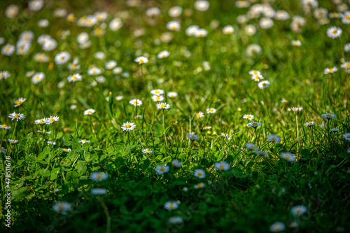 trawnik usiany białymi stokrotkami