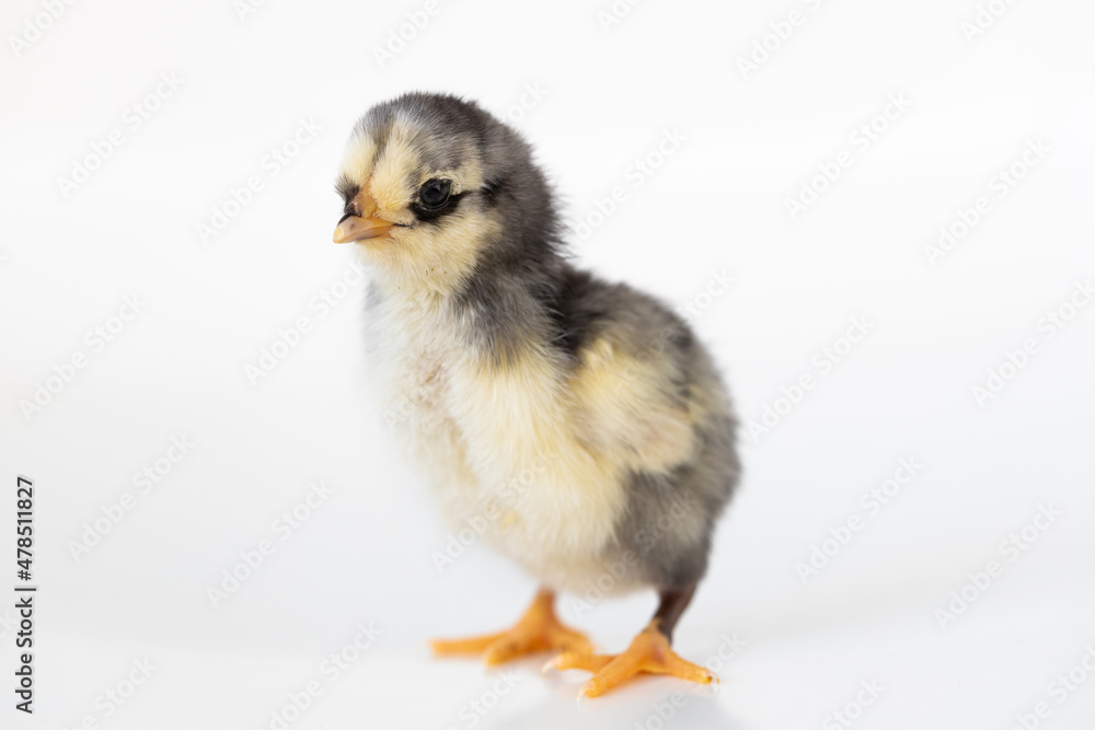 A baby chick with a white back ground.
