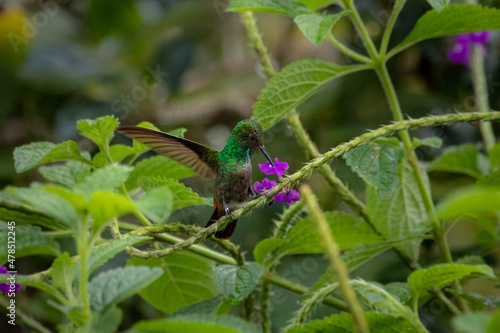 Hummingbird on lower