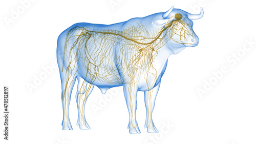 Bild auf Leinwand 3d rendered illustration of the bovine anatomy - the nervous system