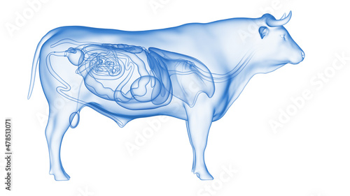 3d rendered illustration of the bovine anatomy - the organs photo