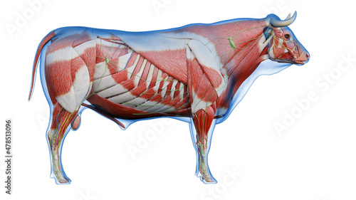 3d rendered illustration of the bovine anatomy