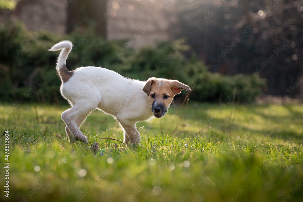 Little puppy playing in the park in the green meadow. The little baby dog has a white and brown mottled fur. Close up of a cute puppy