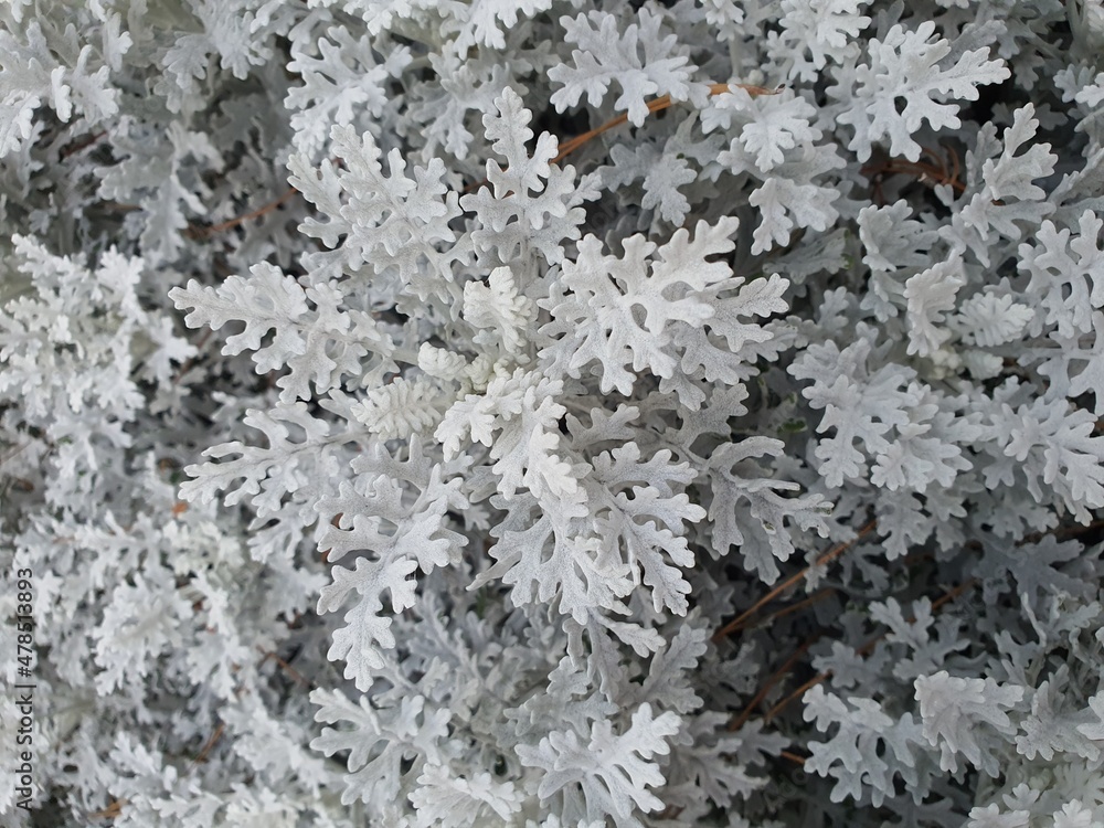 Jacobaea maritima is a single, silvery, wavy-edged shrub that prefers cool climates. It is commonly grown as an ornamental plant. Jacobaea maritima is a single, silvery, wavy-edged shrub that prefers cool climates. It is commonly grown as an ornamental plant.