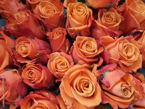 Lots of beautiful roses wallpapers. and looks bright instead of meaning love  care  encouragement and good wishes