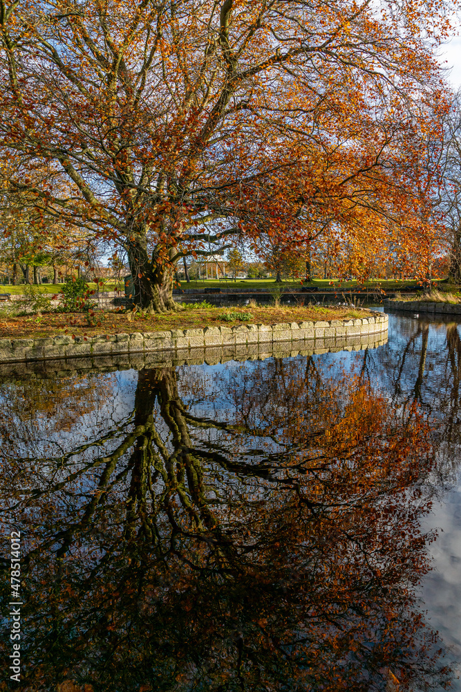 Copper Beech,
 Reflection