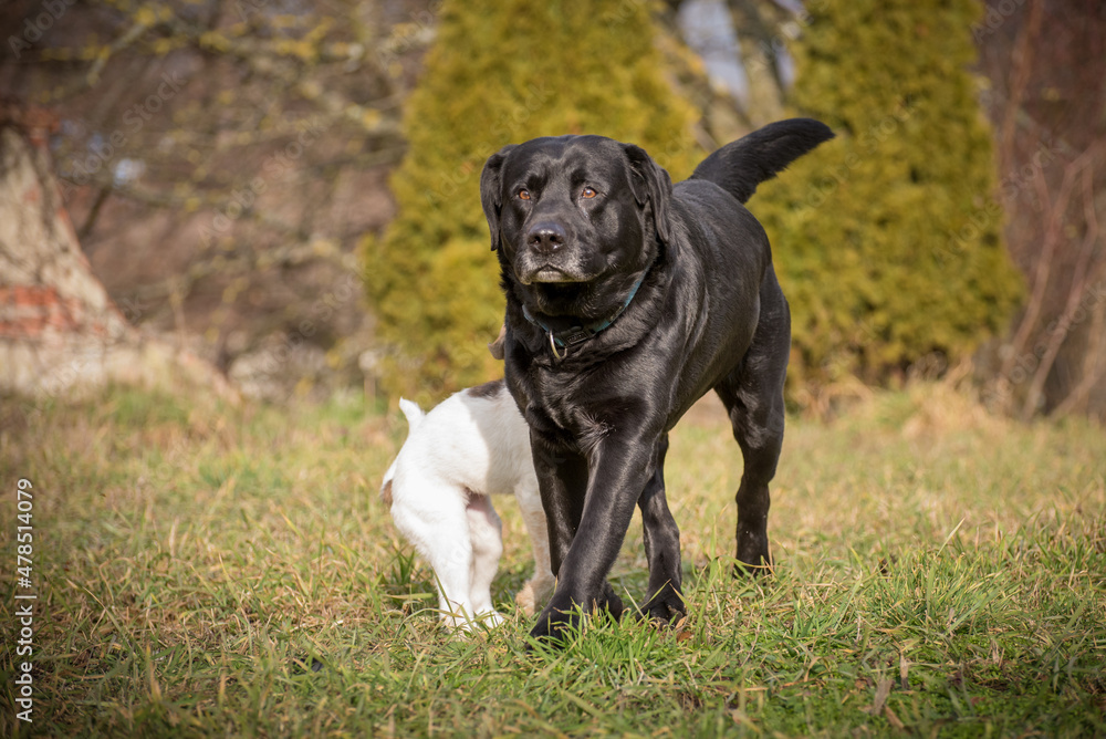Black labrador in a green meadow with his puppy friend with white brown spotted fur. Portrait of two dogs friends