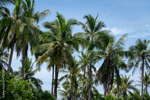 Tropical coconut trees in nature environment with cloudy blue sky as background. Nature and park outdoor view photo.