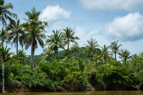 Tropical coconut trees in nature environment with cloudy blue sky as background. Nature and park outdoor view photo. © Nattawit