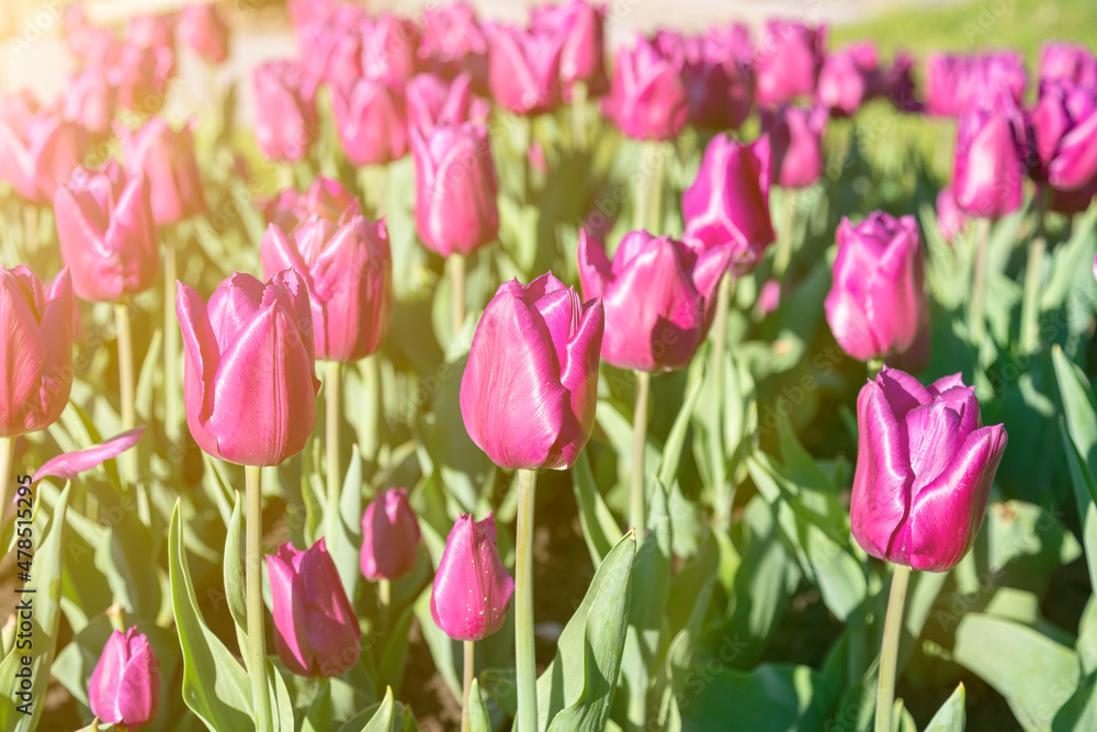 Many buds of dark purple blossoming tulips in the garden. Flowerbed with pink tulips in spring. toned