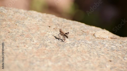A grasshopper sitting on a rock and them jumping 