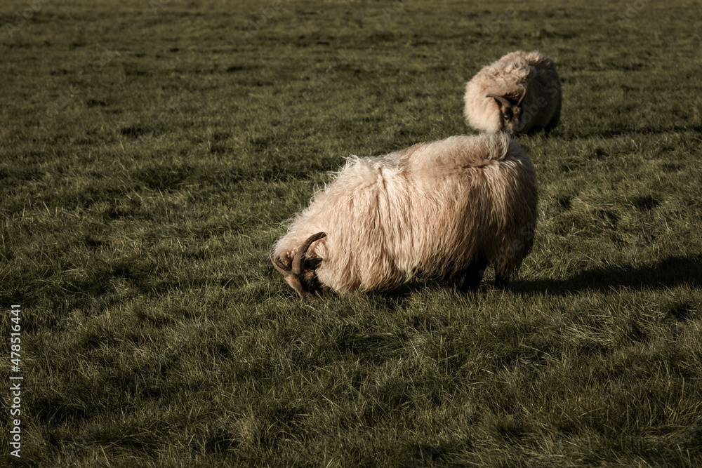 Fototapeta premium Icelandic sheep for wool and food