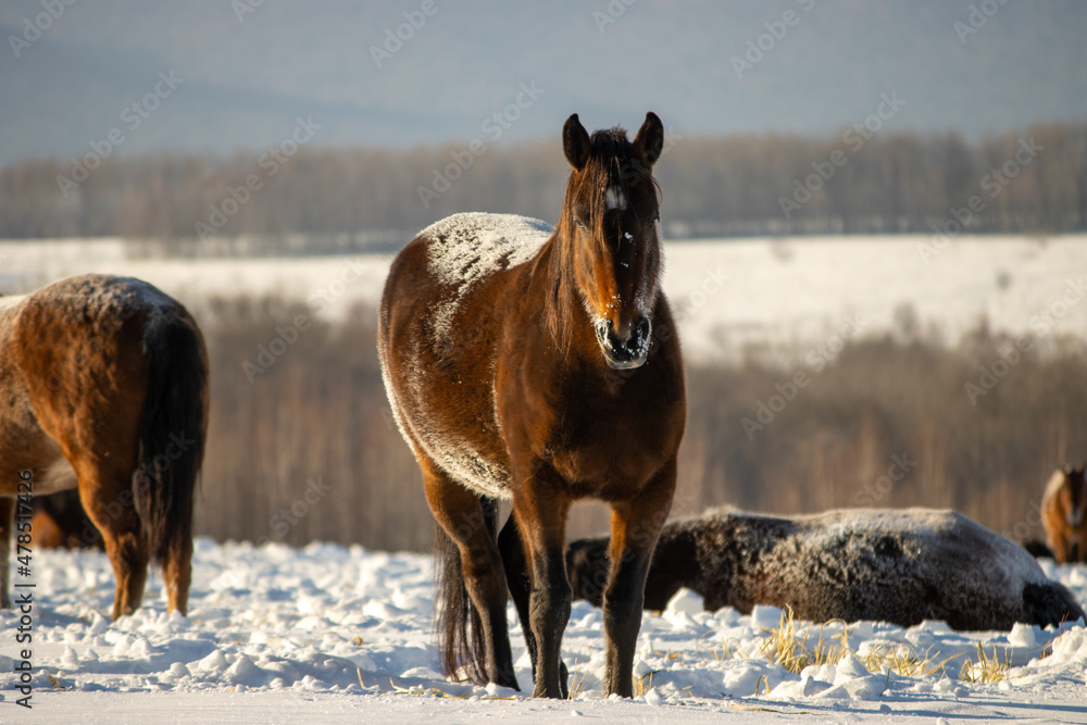 Naklejka premium Herd of horses in a field in winter.