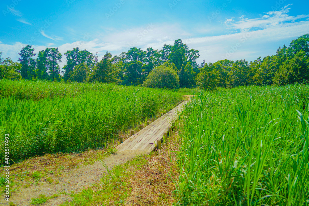 Obraz premium 水元公園の新緑