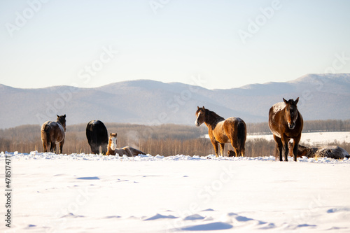 Herd of horses in a field in winter.