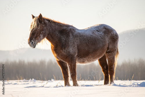 Wallpaper Mural Herd of horses in a field in winter. Torontodigital.ca