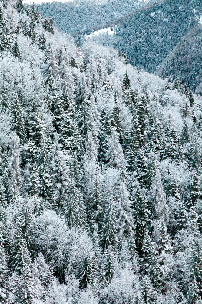 Forêt de sapins couverts de neige