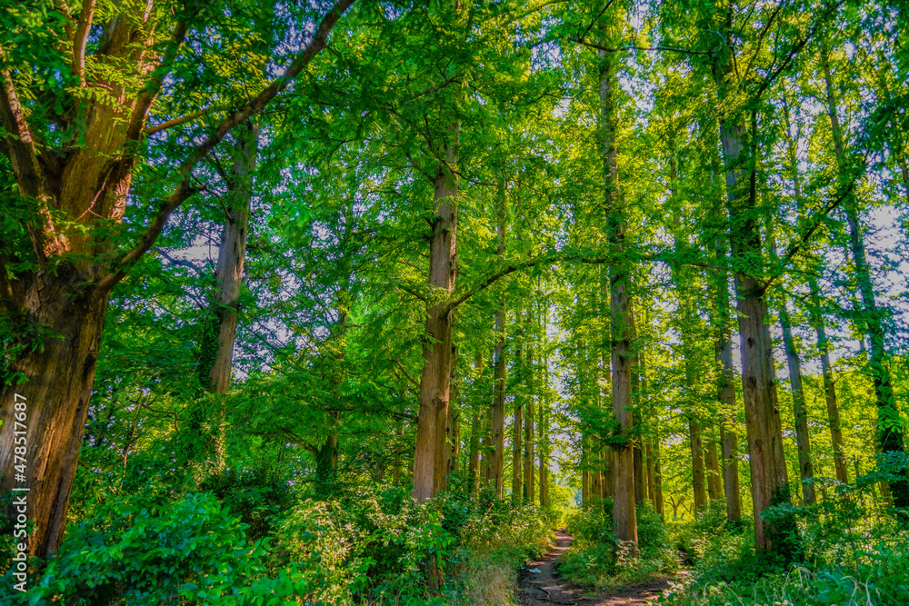 Fototapeta premium 水元公園の新緑