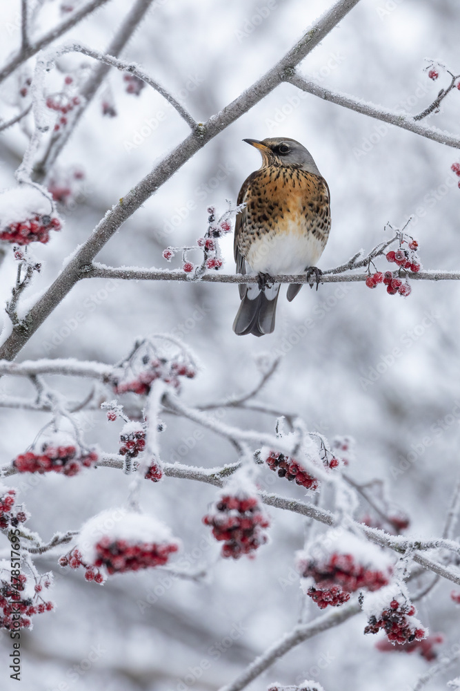 Fieldfare Fieldfare