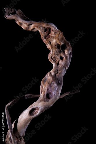 Contours of roots on a dark background. Old textural roots