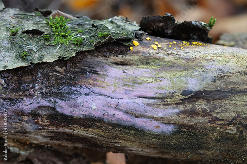 A lilac crust fungus from Finland with no common English name, scientific name Tulasnella violacea, photo