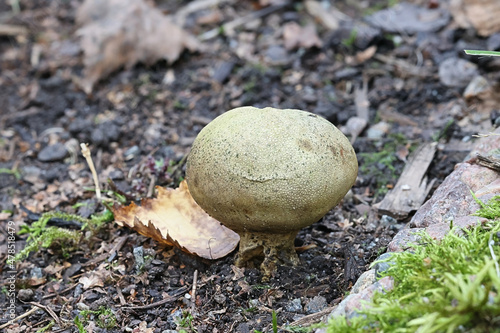 Potato Earthball, wild mushroom from Finland, scientific name Scleroderma bovista