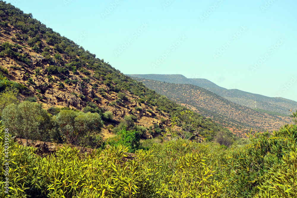 in the mountains, forest, green plants, olive trees, rocks and stones 