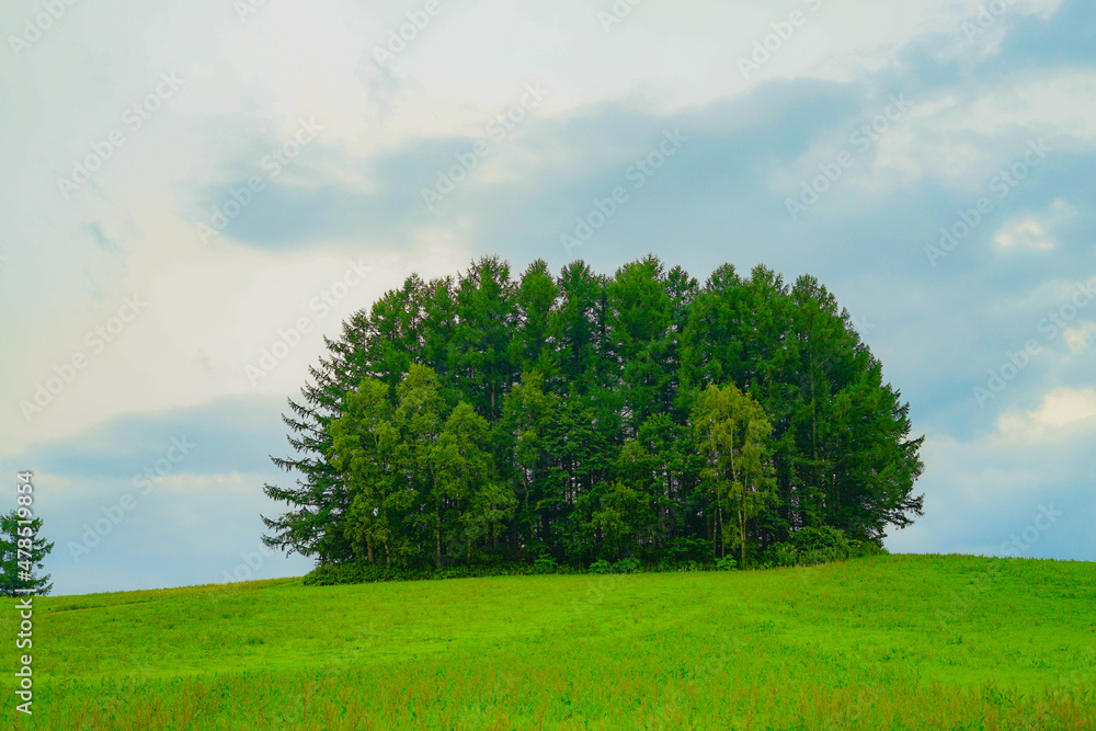 Obraz premium マイルドセブンの丘（北海道美瑛町）