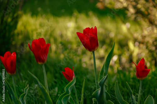 Red bright tulips on a green bed in the sun. Bokeh, defocus, set focus