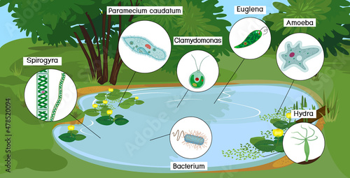 Pond biotope with microscopic unicellular organisms: protozoa (Paramecium caudatum, Amoeba proteus, Chlamydomonas, Euglena viridis), green algae (Chlorella, Spirogyra) and bacteria