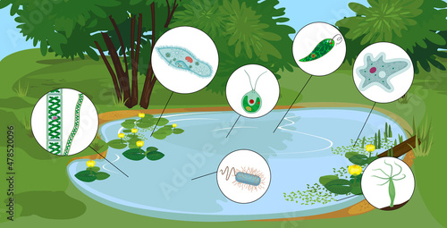 Pond biotope with microscopic unicellular organisms: protozoa (Paramecium caudatum, Amoeba proteus, Chlamydomonas, Euglena viridis), green algae (Chlorella, Spirogyra) and bacteria photo