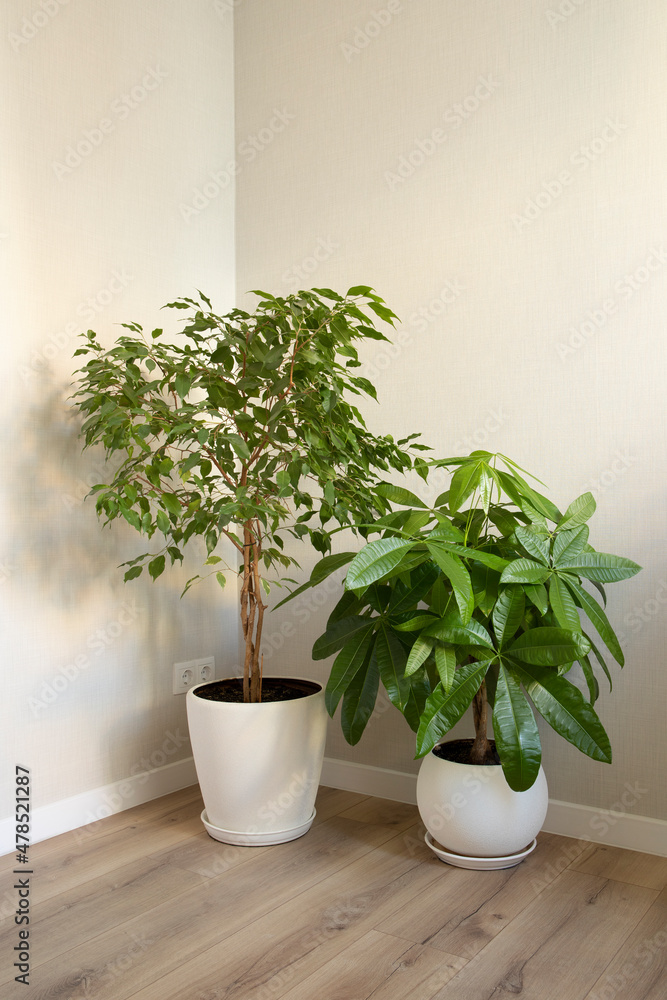 A Money Tree plant Pachira Aquatica and Ficus Benjamina growing in white pots