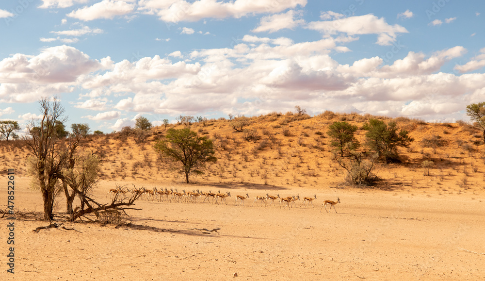 Springbok herd crossing through the Kgalagadi