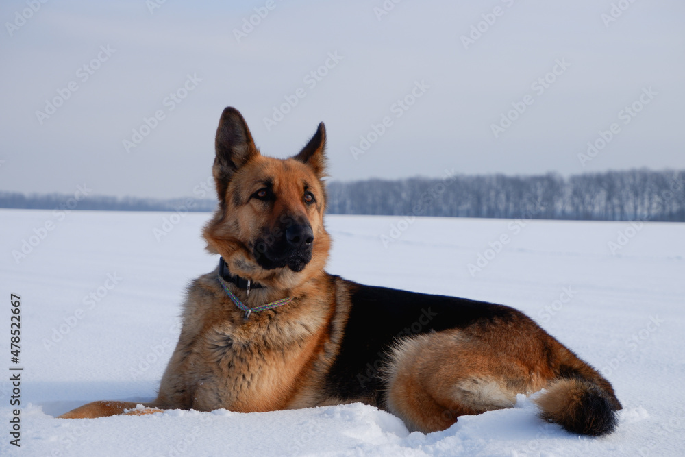 Winter portrait of the Dog. German shepherd dog lies in the snow. Walking with the animal in winter.