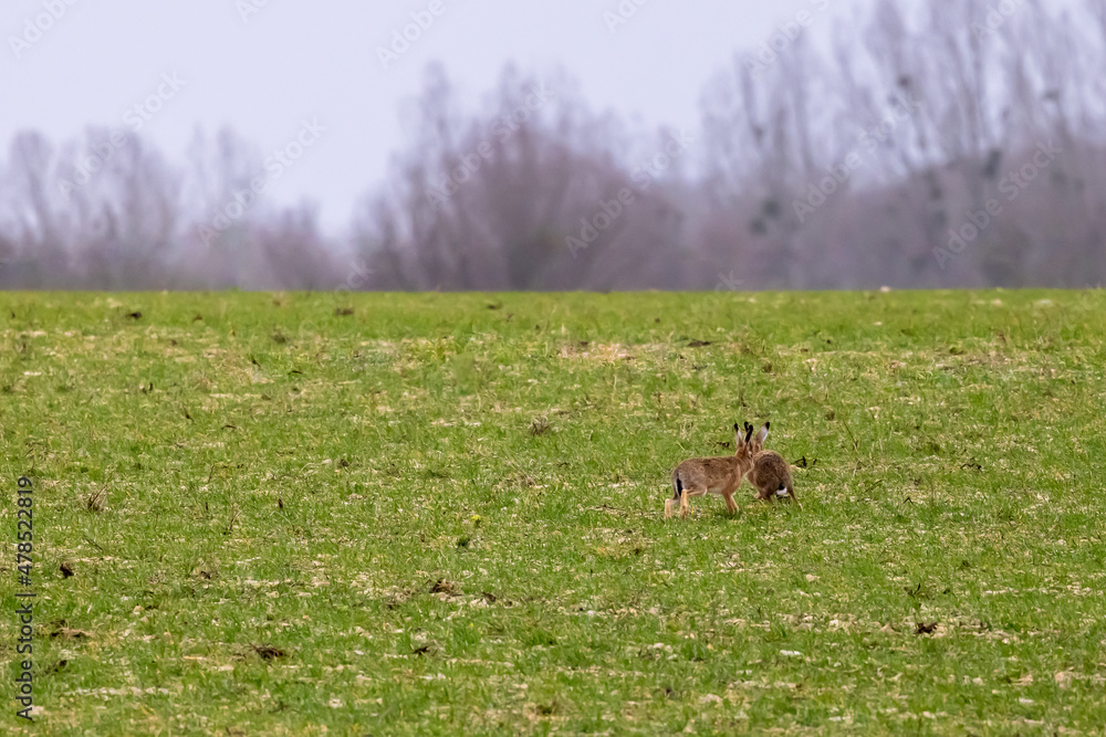 Two hares in a meadow look at each other Two hares in a meadow look at each other