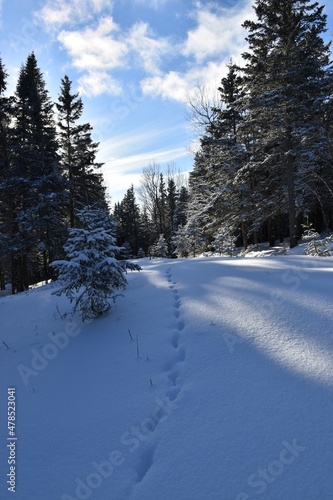 Tracks in the snow, Sainte-Apolline, Québec, Canada