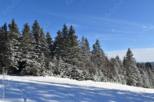 Spruce trees under a blue sky, Sainte-Apolline, Québec, Canada