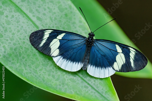 Close-up of a Postman butterfly variation (Heliconius melpomene)  perched in leaves photo