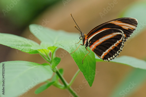 Close-up of an orange lacewing butterfly (Cethosia penthesilea) perched on leaves